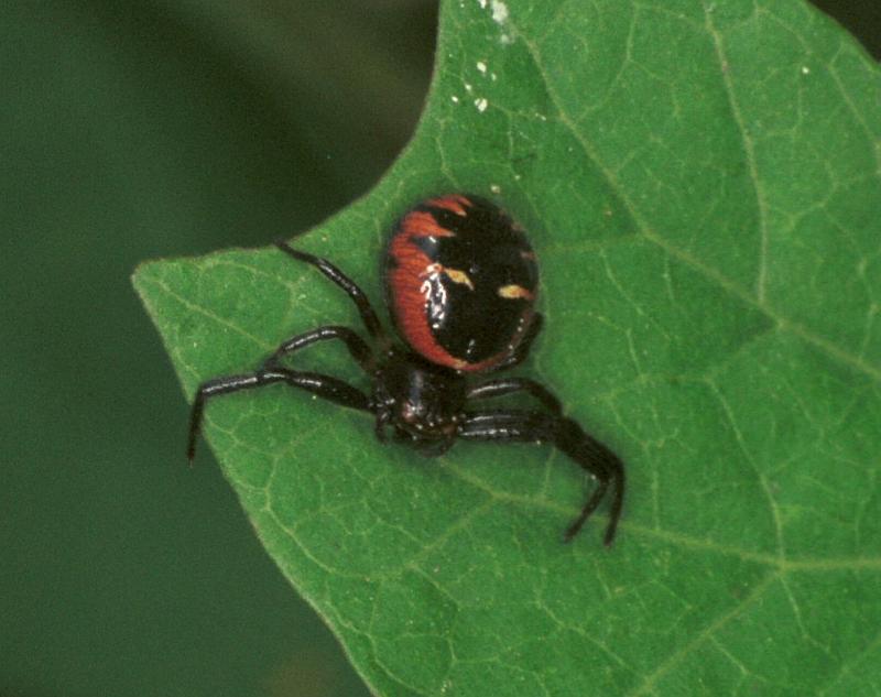 Synaema_globosum_F2184_Z_81_Les Gris_Frankrijk.jpg